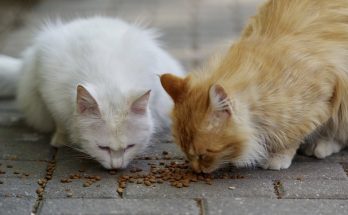 Nourriture pour chat âgé