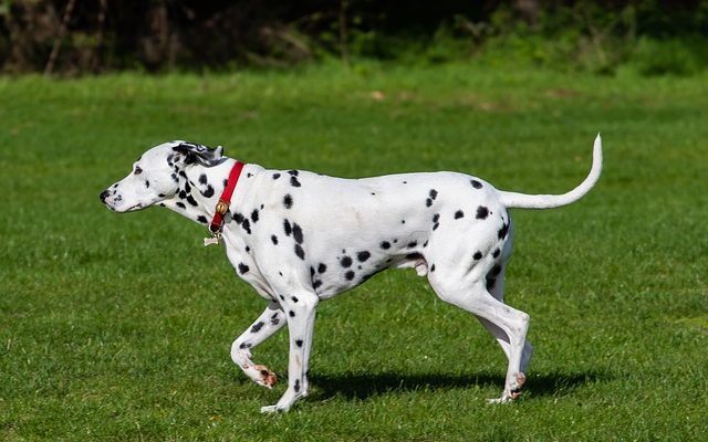 Vieillissement des animaux