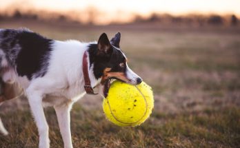 Espace de jeu pour animal