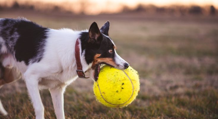 Espace de jeu pour animal