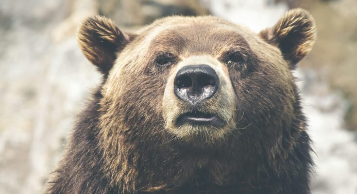 comportements étranges des animaux