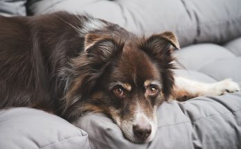 Stress d'animal de compagnie