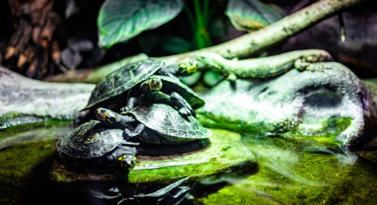 Les reptiles domestiques