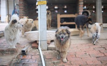 Adoption d'animaux en refuge