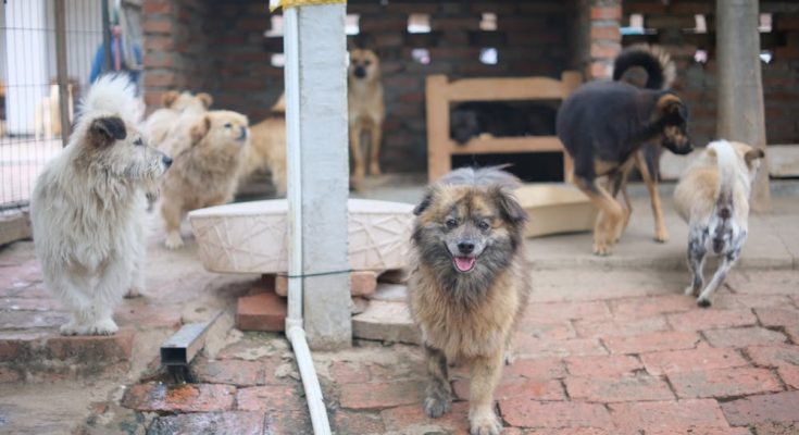 Adoption d'animaux en refuge