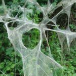 les propriétés exceptionnelles de la soie d'araignée