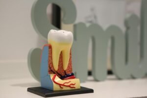 Gros plan d'un modèle dentaire réaliste montrant l'anatomie des dents avec le mot « sourire » en arrière-plan.