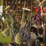 plantes médicinales