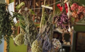 plantes médicinales
