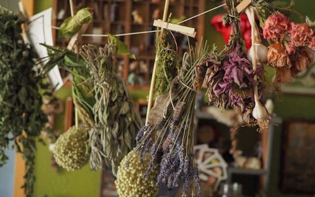 plantes médicinales