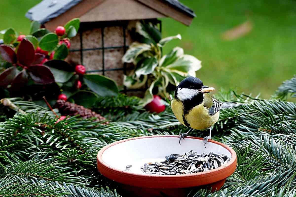 Oiseau mangeant sur un bol posé sur des branches de sapin