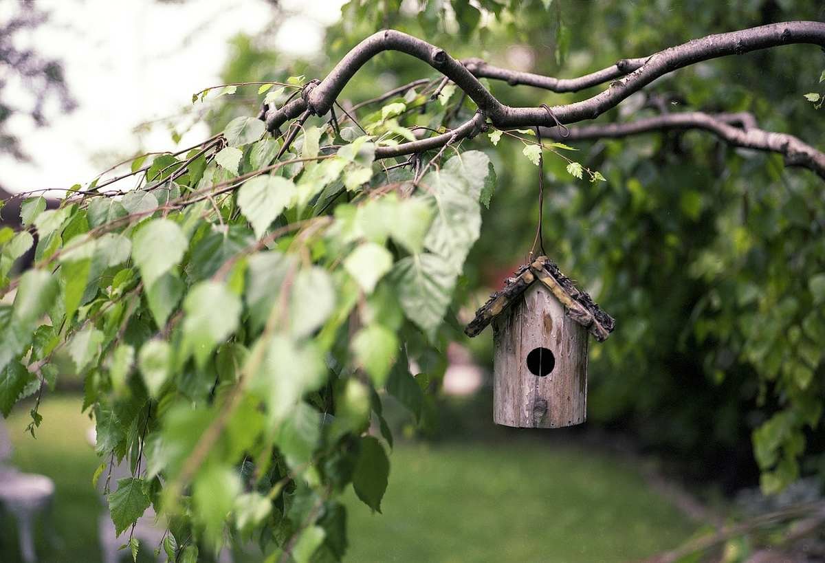 Un nichoir en bois pend au bout d'une branche feuillue